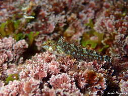 Image of Tripterygion tartessicum Carreras-Carbonell, Pascual & Macpherson 2007