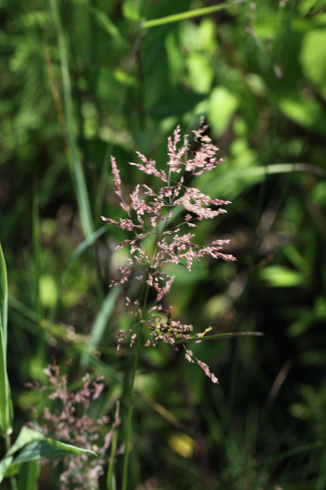 Image of black bent