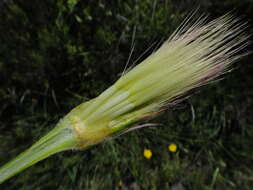 Image of Scorzonera villosa subsp. villosa