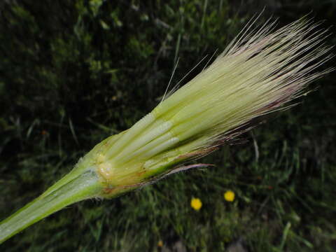 Image of Scorzonera villosa subsp. villosa