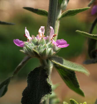 Image of Stachys viticina Boiss.