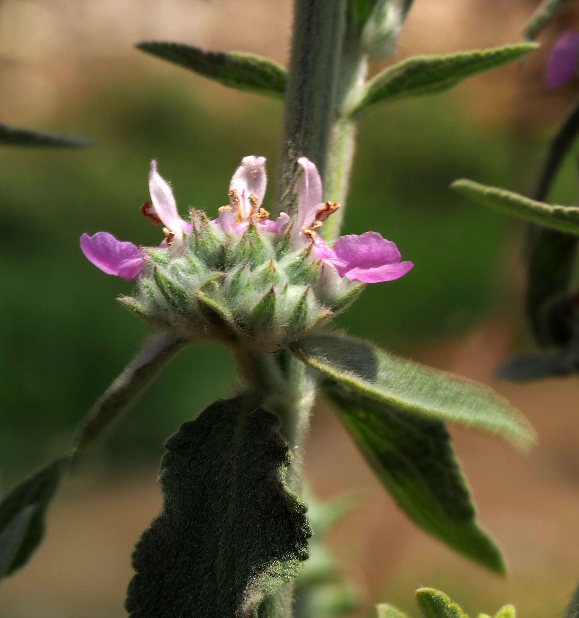 Image of Stachys viticina Boiss.