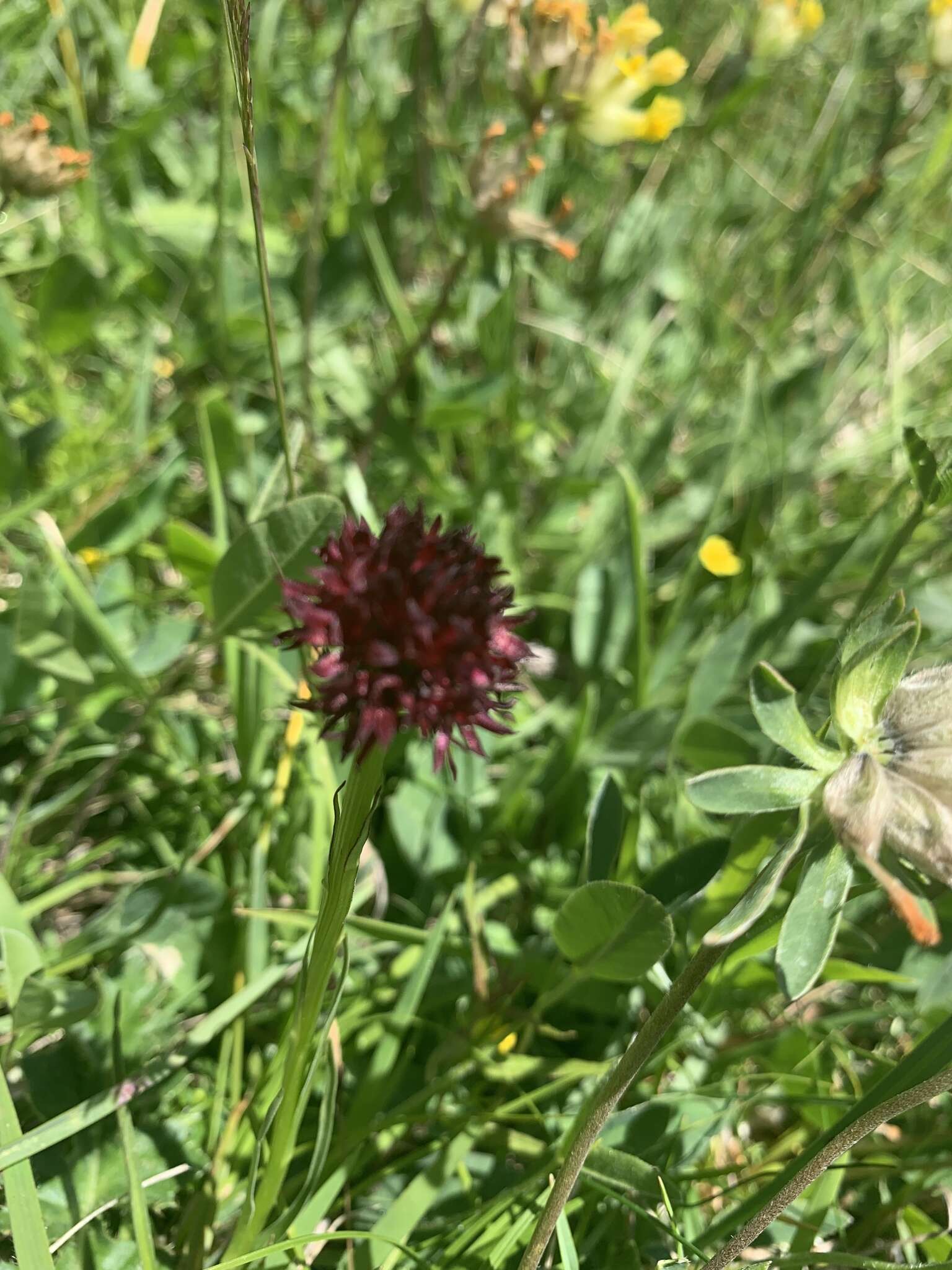 صورة Gymnadenia rhellicani (Teppner & E. Klein) Teppner & E. Klein