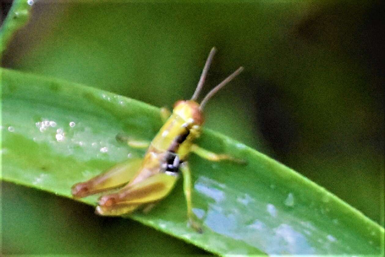 Image of Eotettix signatus Scudder & S. H. 1897