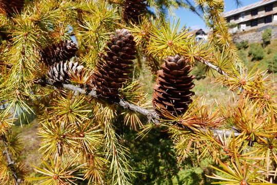 Plancia ëd Larix potaninii var. himalaica (W. C. Cheng & L. K. Fu) Farjon & Silba