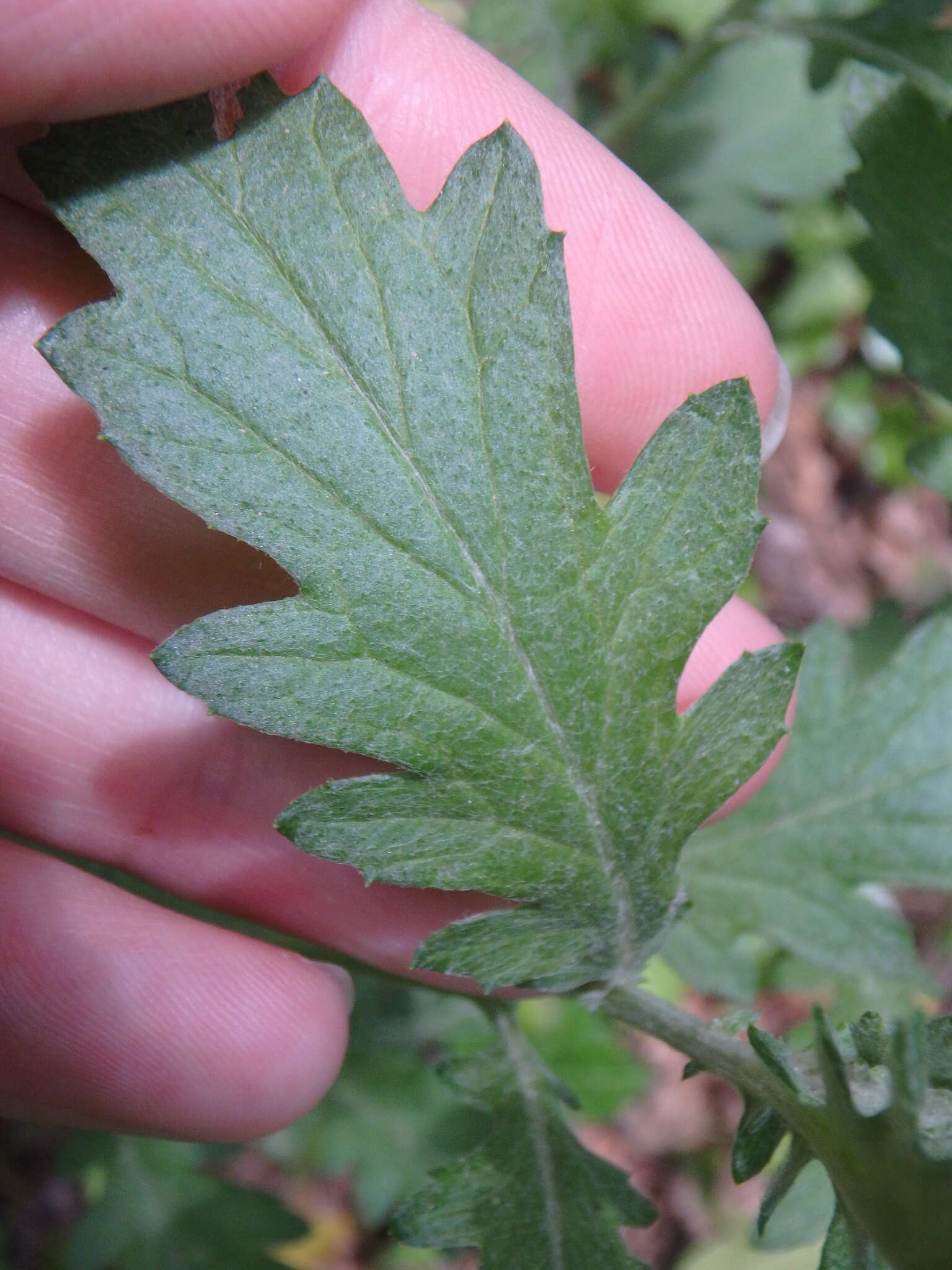 Jacobaea grandidentata (Ledeb.) Vasjukov的圖片