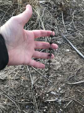 Image of rough bugleweed