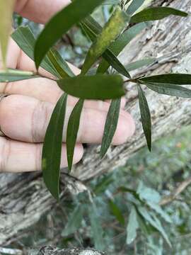 Plancia ëd Callistemon salignus (Sm.) Colv. ex Sweet