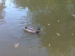 Image of Common Mallard