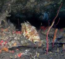 Image of Shorthorn cowfish