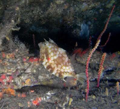 Image of Shorthorn cowfish