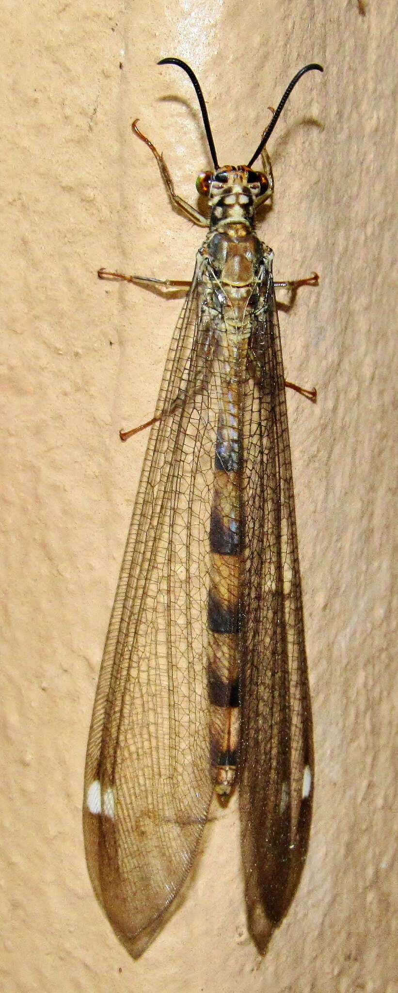 Image of Myrmeleon (Myrmeleon) quinquemaculatus Hagen 1853