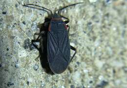 Image of Melacoryphus rubicollis (Uhler & P. R. 1894)