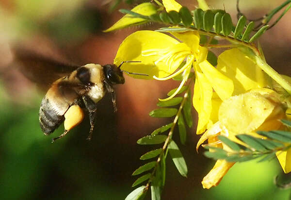 Слика од Bombus fraternus (Smith 1854)