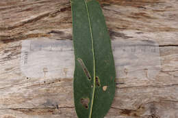 Plancia ëd Eucalyptus globulus subsp. bicostata (Maiden. Blakely & Simmonds) Kirkpatrick