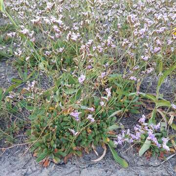 Imagem de Limonium binervosum (G. E. Sm.) Salmon