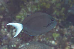 Image of Chocolate Surgeonfish