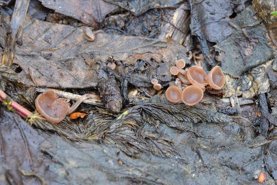 Image de Ciboria amentacea (Balb.) Fuckel 1870