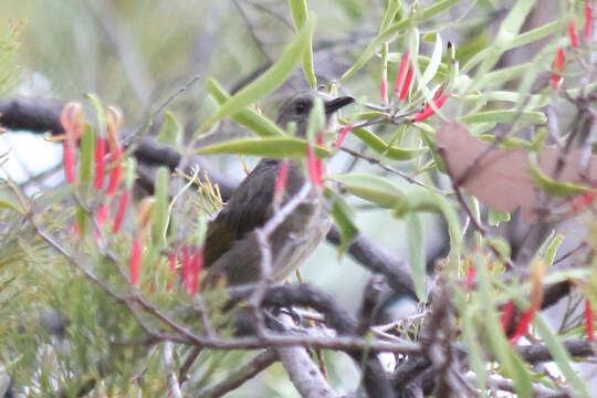 Image of Crescent Honeyeater