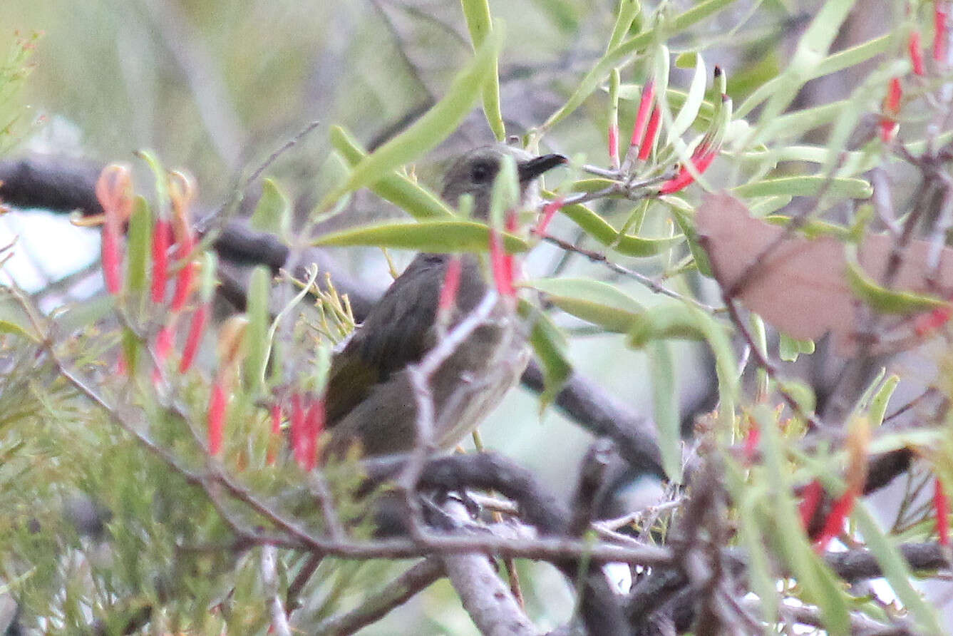 Image of Crescent Honeyeater