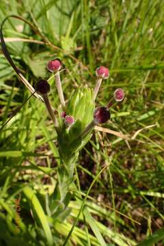 Image of Zaluzianskya natalensis Bernh.