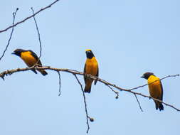 Image of Finsch's Euphonia