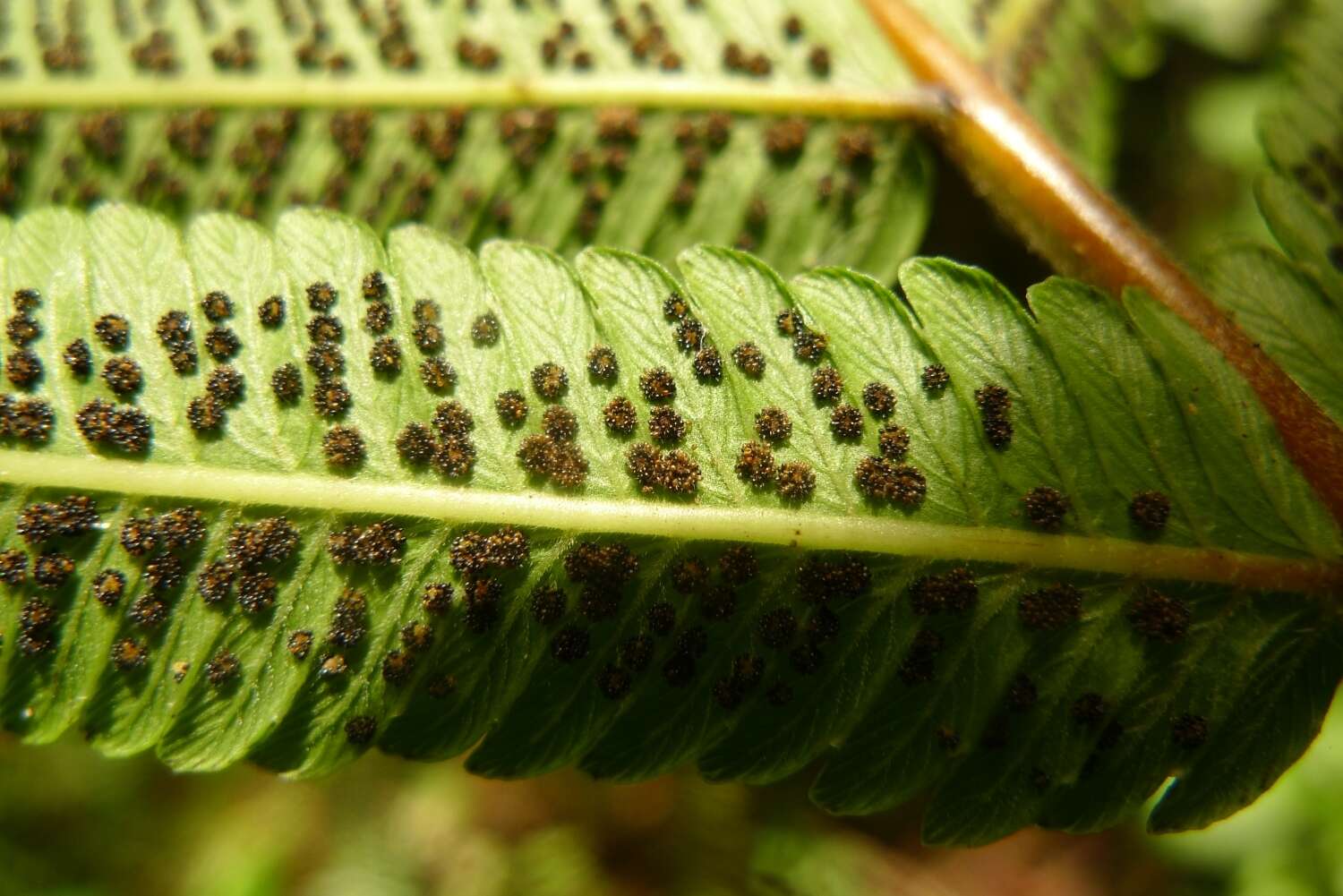 Image of Strophocaulon invisum (G. Forst.) S. E. Fawc. & A. R. Sm.