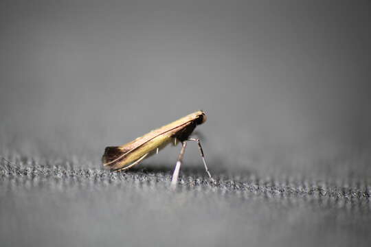 Image of Azalea leafminer