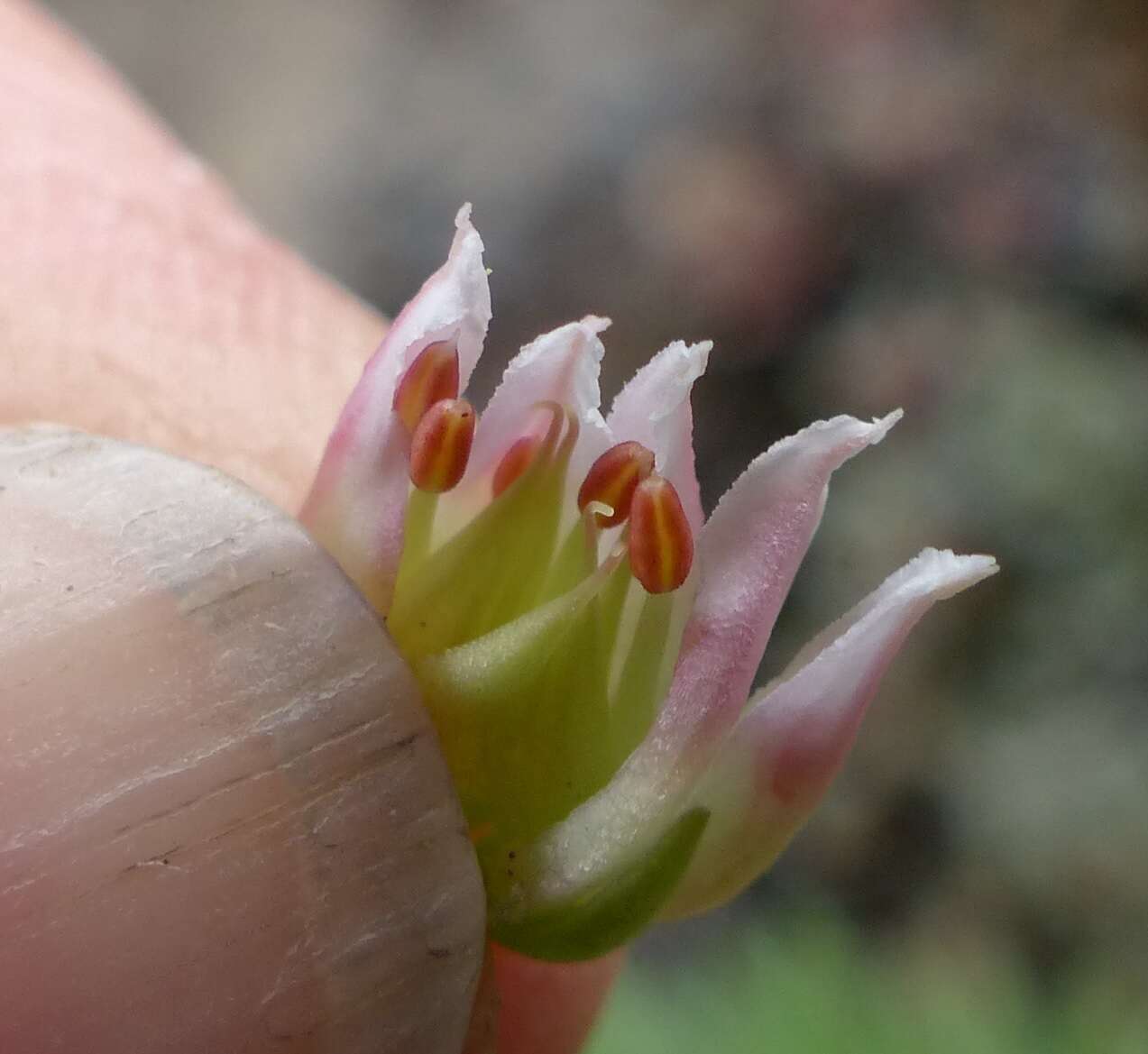 Image of Heckner's stonecrop