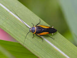 Image of Hemithyrsocera vittata (Brunner von Wattenwyl 1865)