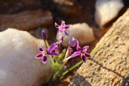 Image of Lapeirousia dolomitica subsp. dolomitica