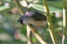 Image of Black-chinned Yuhina