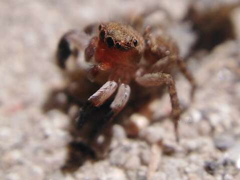 Image of Euophrys rufibarbis (Simon 1868)