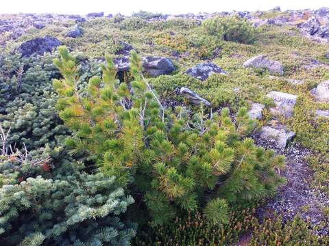 Image of Abies lasiocarpa var. lasiocarpa