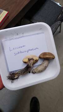 Imagem de Leccinum subleucophaeum E. A. Dick & Snell 1961