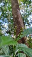 Image of Sarcandra glabra subsp. brachystachys (Bl.) B. Verdcourt