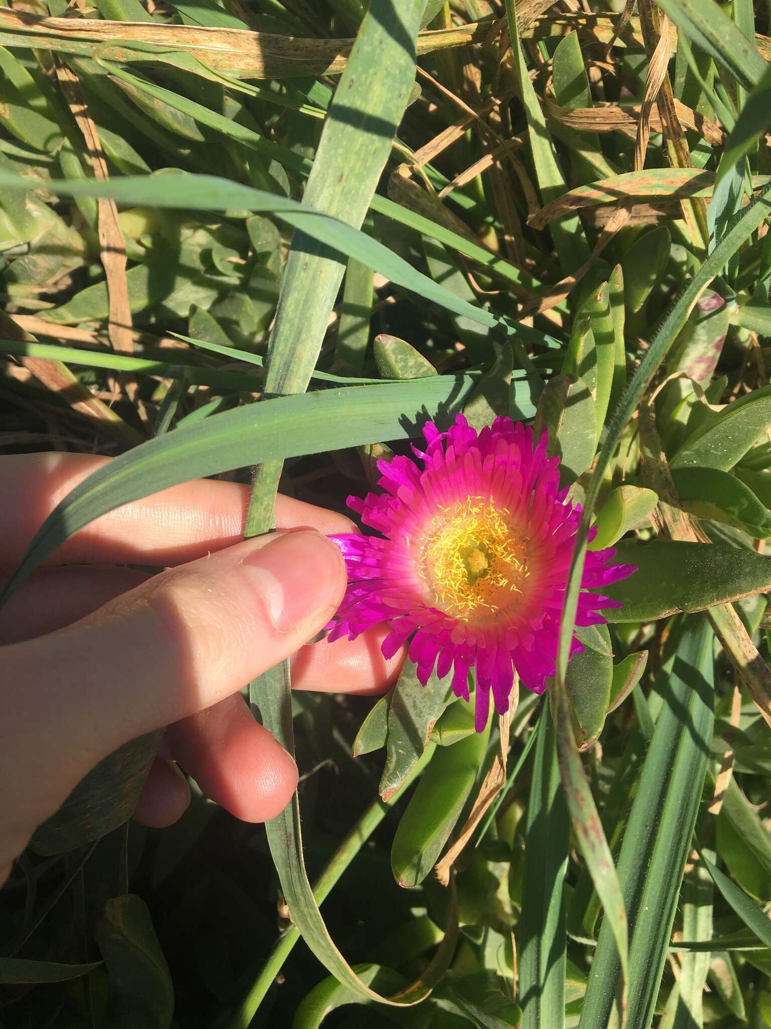 Plancia ëd Carpobrotus glaucescens (Haw.) Schwant.