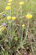 Слика од Helichrysum auriceps O. M. Hilliard