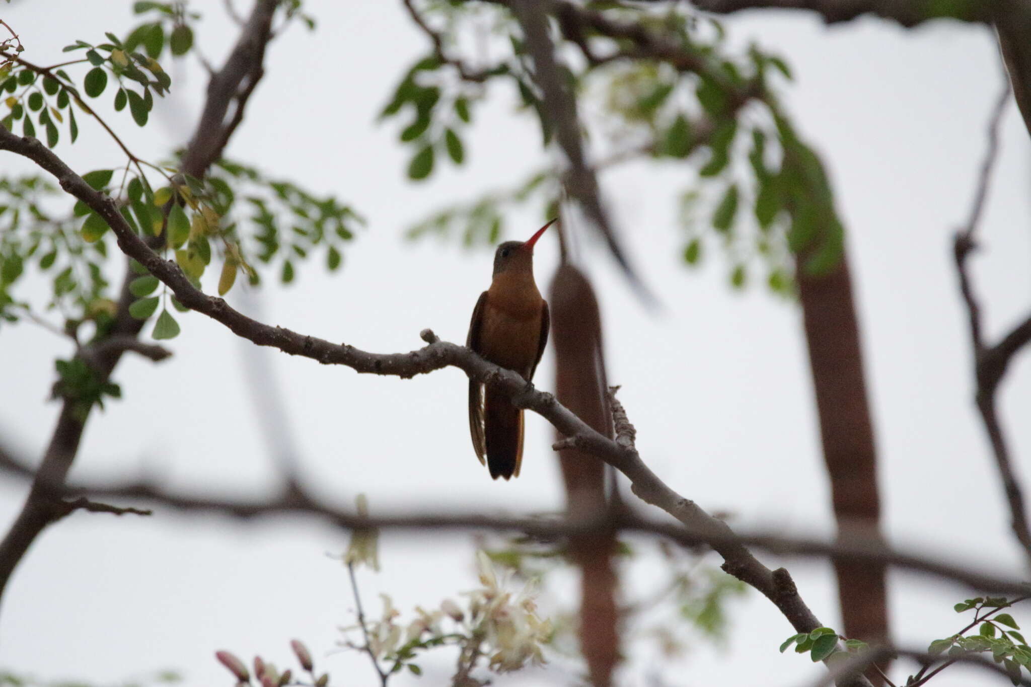 Image of Cinnamon Hummingbird
