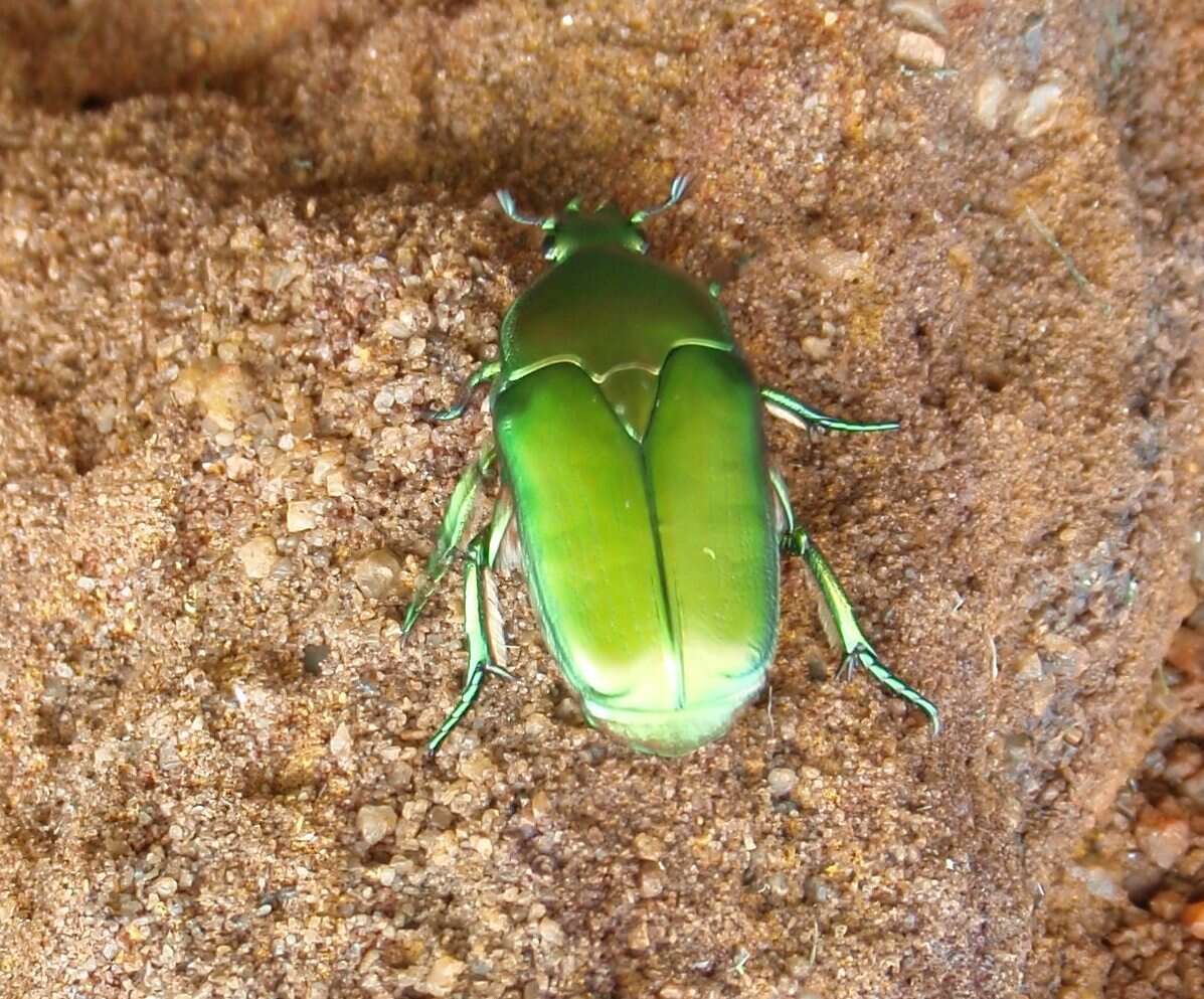 Image de Hemipharis insularis (Gory & Percheron 1833)