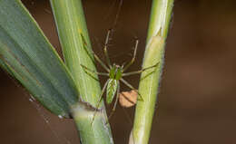 Image of Peucetia lucasi (Vinson 1863)