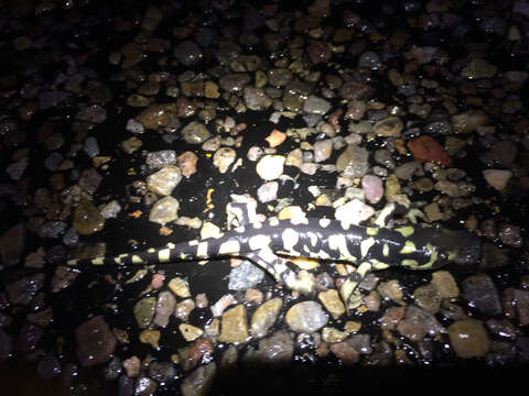 Image of Barred Tiger Salamander