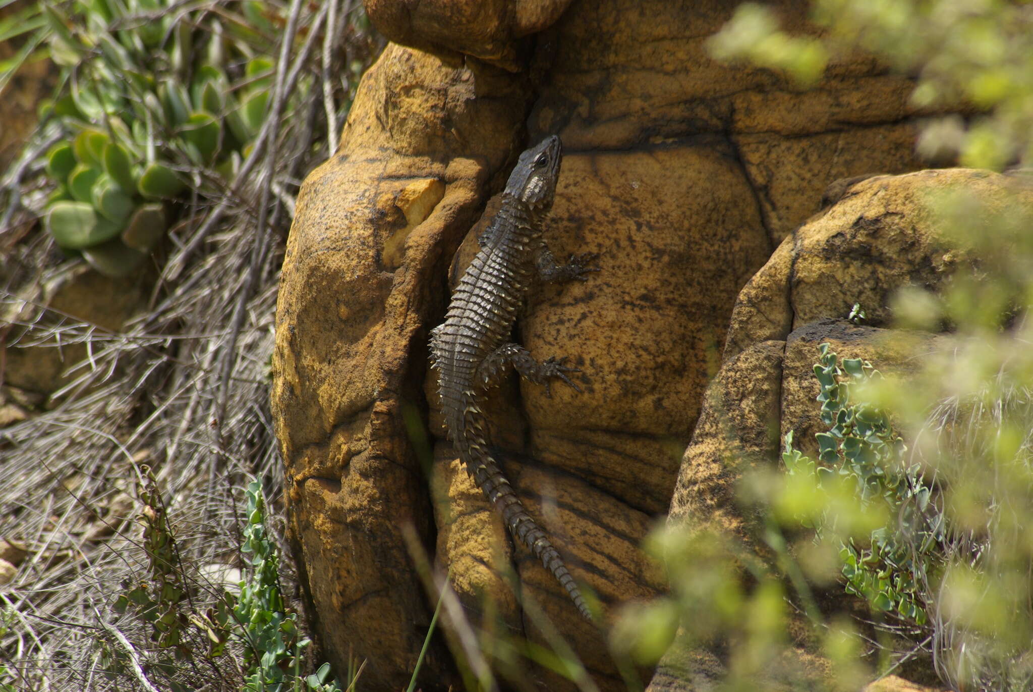 Image of Van Dam's Girdled Lizard