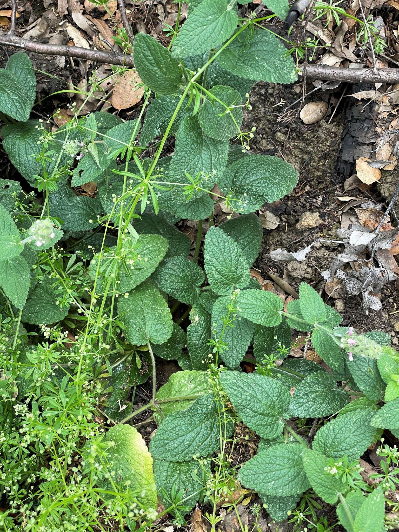 Imagem de Stachys rigida subsp. quercetorum (A. Heller) Epling