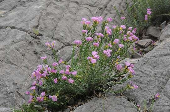 Image of Linum olgae Juz.