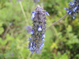 Image de Salvia stachyoides Kunth