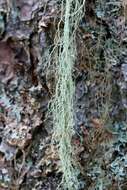 Image of cavern beard lichen