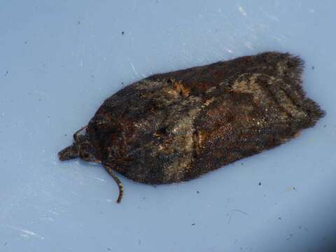 Image of Acleris hastiana Linnaeus 1758