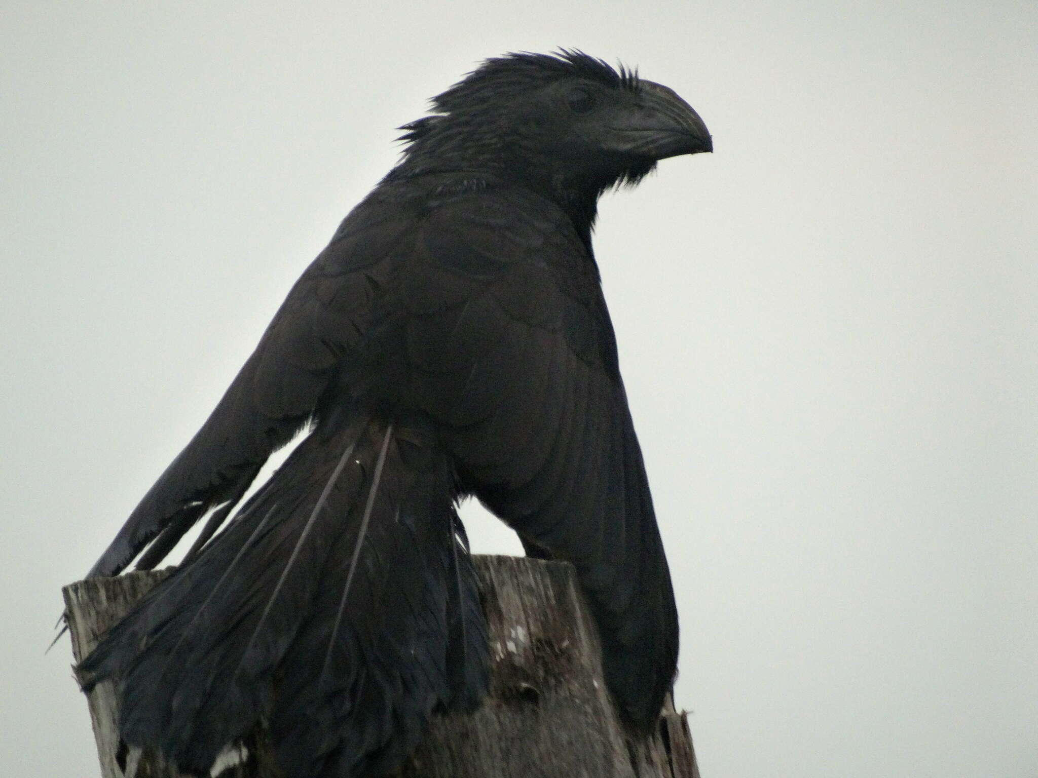 Sivun Crotophaga Linnaeus 1758 kuva