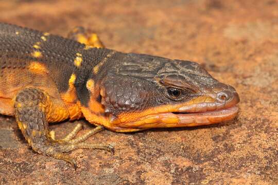 Image of Eastern Cape Crag Lizard